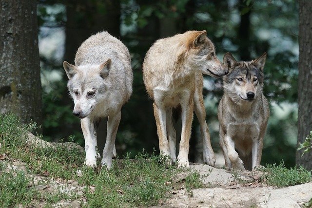 drei Wölfe